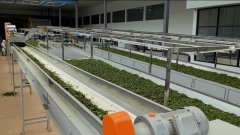 安康市汉阴县：采茶有了好辅佐